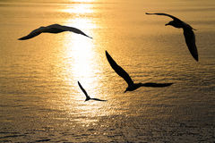 seagulls-flying-26933029