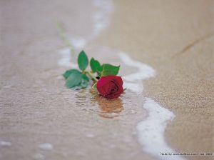 rose on beach